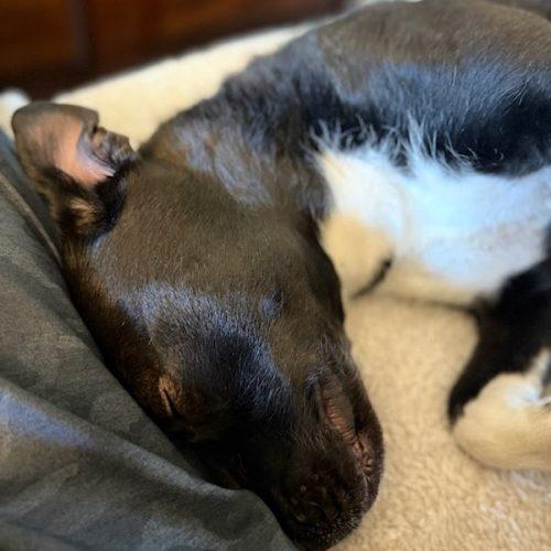 Rox, a Adoptable mixed breed in Grand Junction, CO image 3/5