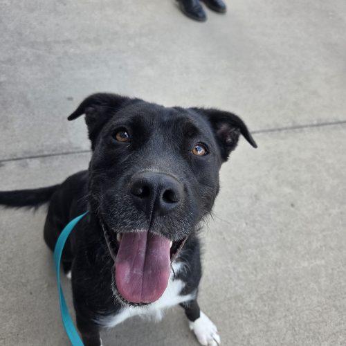 Enlarge Rox, a Adoptable mixed breed in Grand Junction, CO image 4/5