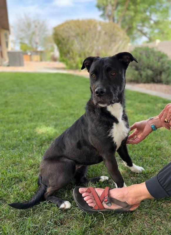 Rox, a Adoptable mixed breed in Grand Junction, CO image 5/5