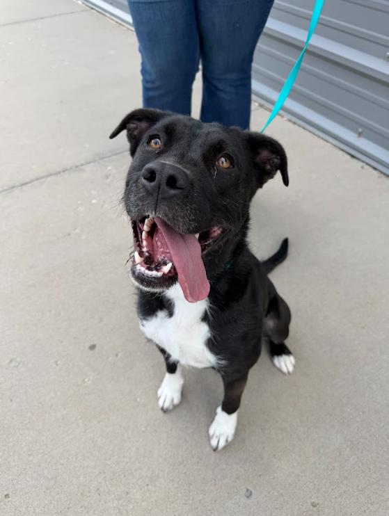 Enlarge Rox, a Adoptable mixed breed in Grand Junction, CO image 5/5
