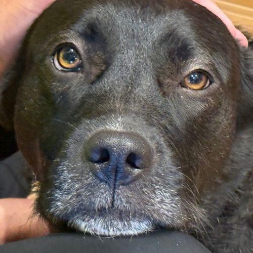 Roxy, a Adoptable mixed breed in Grand Junction, CO image 4/6