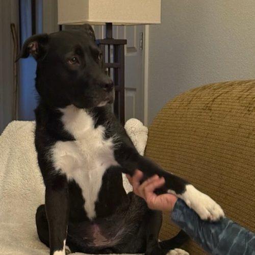 Roxy, a Adoptable mixed breed in Grand Junction, CO image 5/6