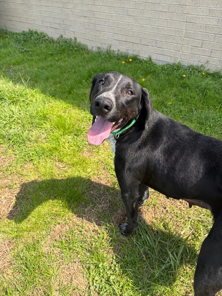 Pattie, Adoptable, Young Female Mixed Breed.