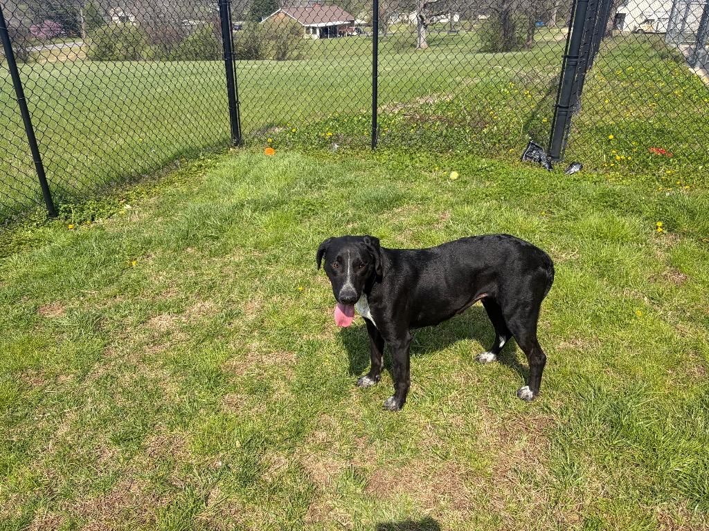 Enlarge Pattie, a Adoptable mixed breed in Gallatin, TN image 2/3