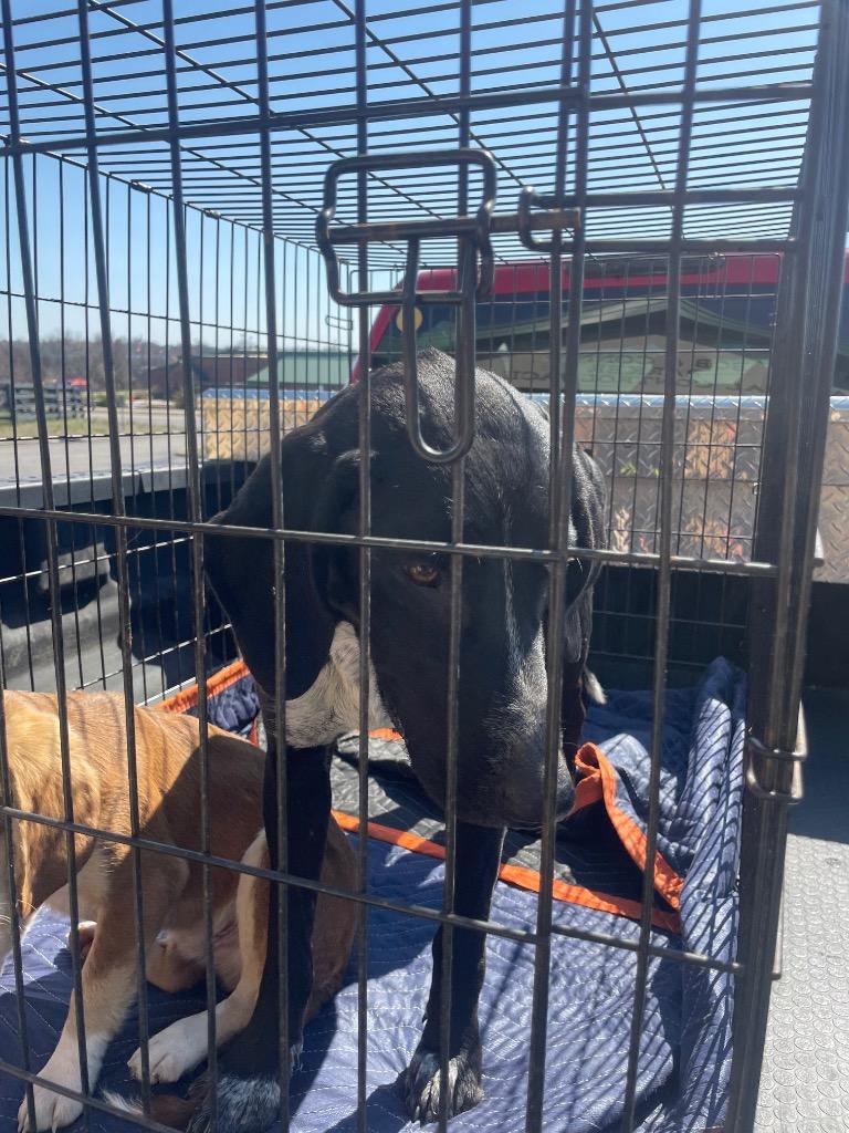 Enlarge Pattie, a Adoptable mixed breed in Gallatin, TN image 3/3