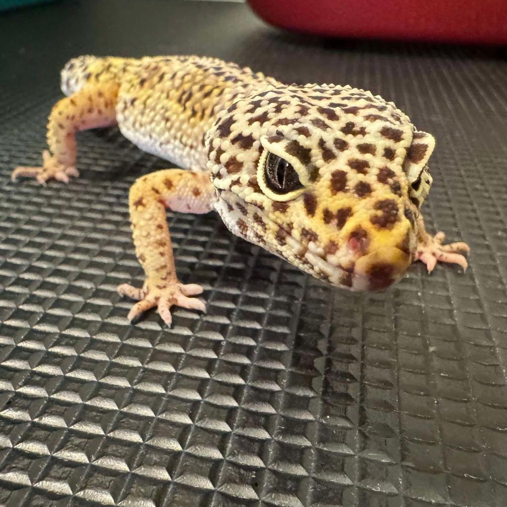 DIGI 24-302 LEOPARD GECKO, Adoptable, Senior Female Gecko.