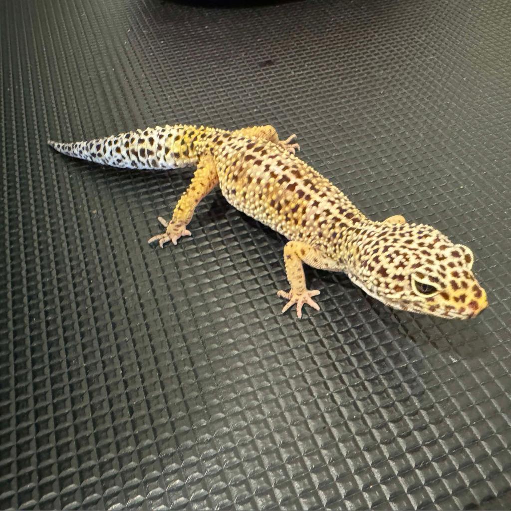 DIGI 24-302 LEOPARD GECKO, a Adoptable Gecko in Bottineau, ND image 2/2