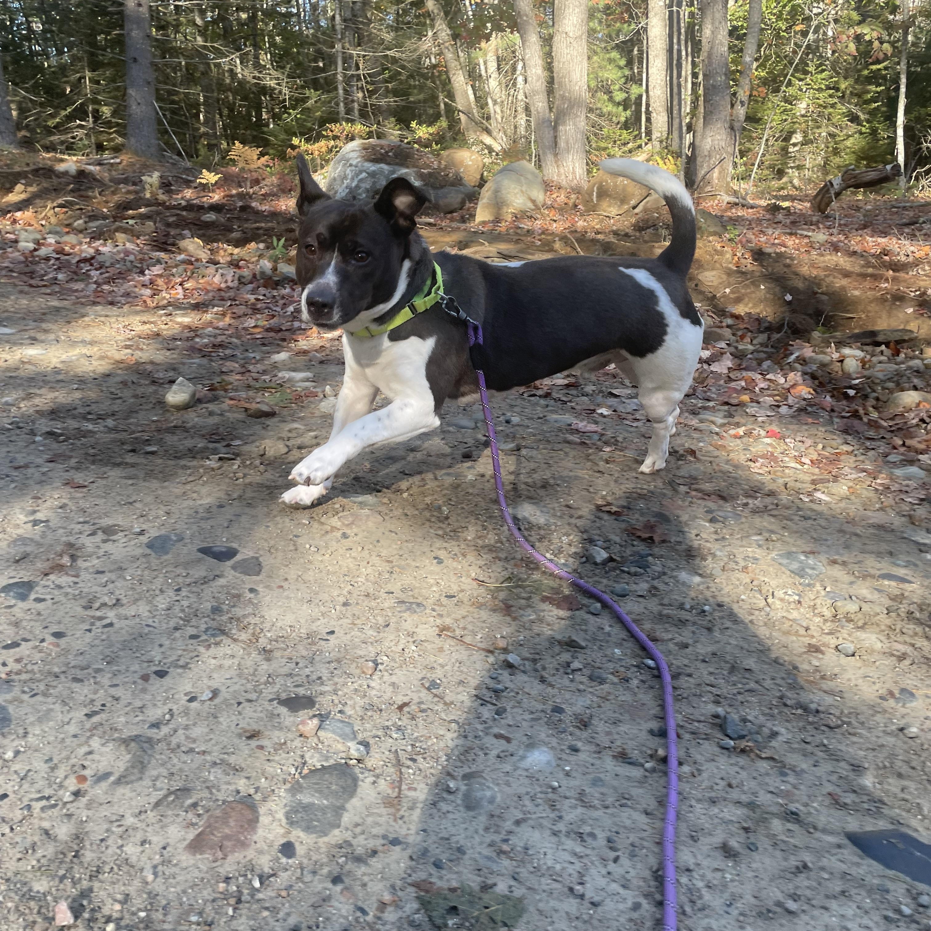 Frodo, an adoptable Mixed Breed in Cherryfield, ME, 04622 | Photo Image 1