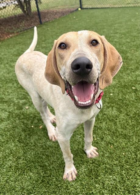 OTIS, Adoptable, Young Male English Coonhound & Mixed Breed.