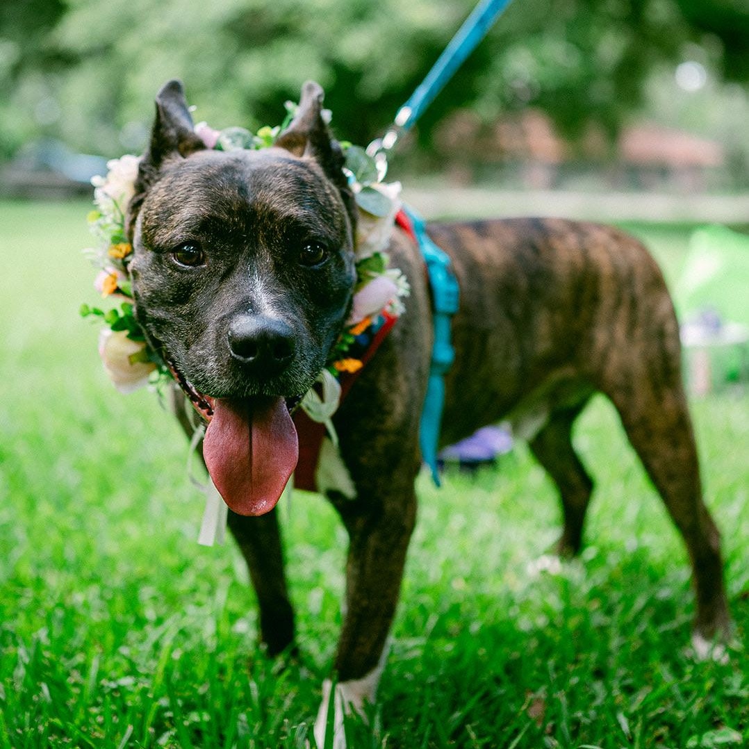 Enlarge Roscoe, a ADOPTABLE mixed breed in New Orleans, LA image 3/6