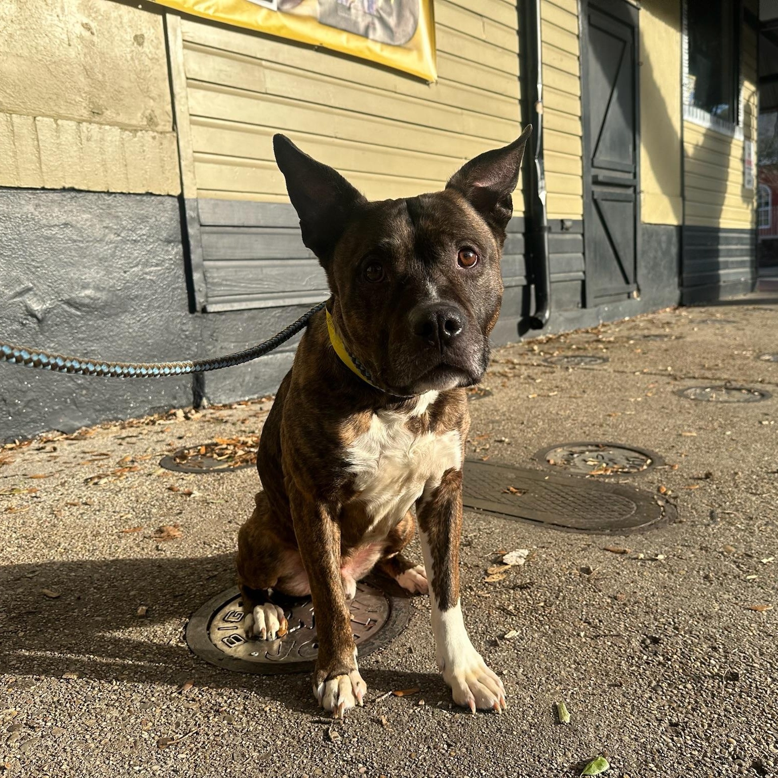 Enlarge Roscoe, a ADOPTABLE mixed breed in New Orleans, LA image 3/4