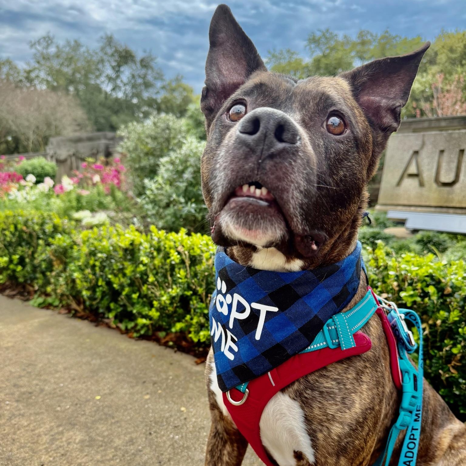 Enlarge Roscoe, a ADOPTABLE mixed breed in New Orleans, LA image 6/6