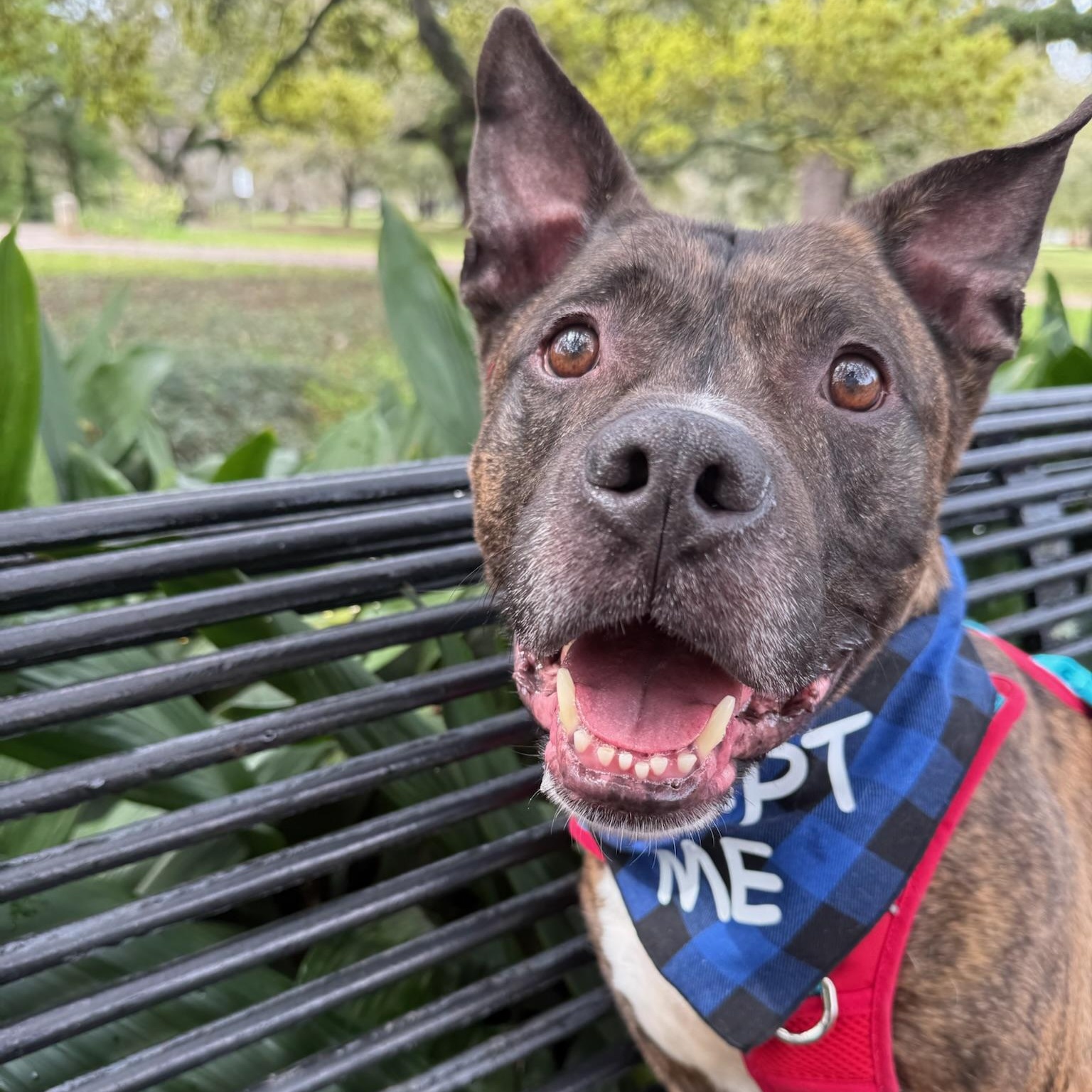 Enlarge Roscoe, a ADOPTABLE mixed breed in New Orleans, LA image 3/6