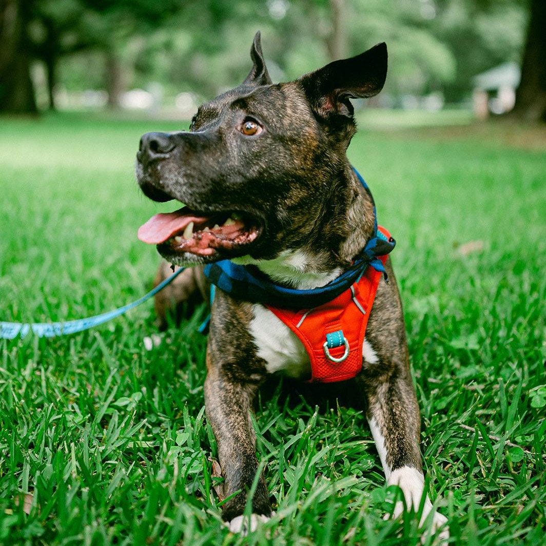 Enlarge Roscoe, a ADOPTABLE mixed breed in New Orleans, LA image 5/6