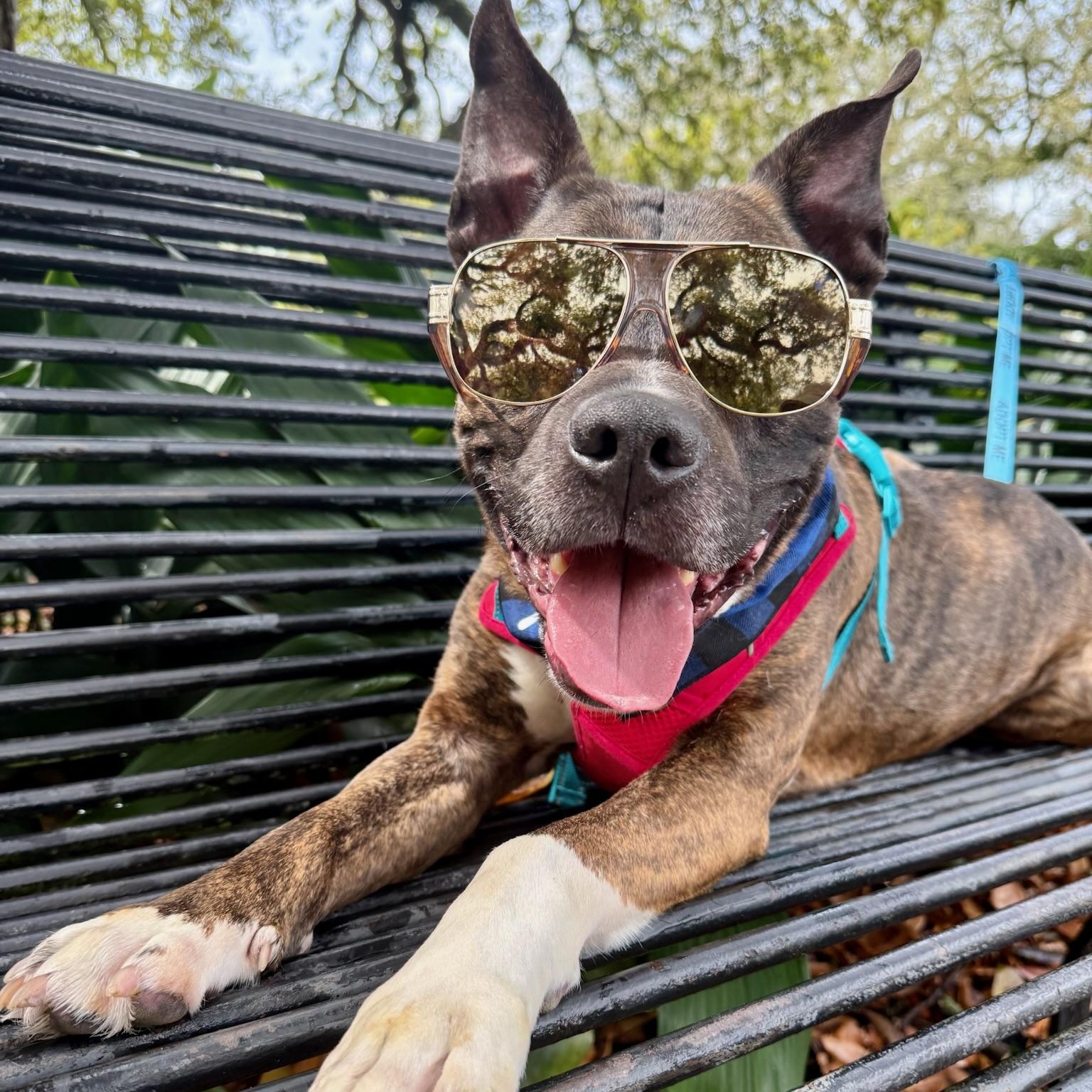 Enlarge Roscoe, a ADOPTABLE mixed breed in New Orleans, LA image 1/6