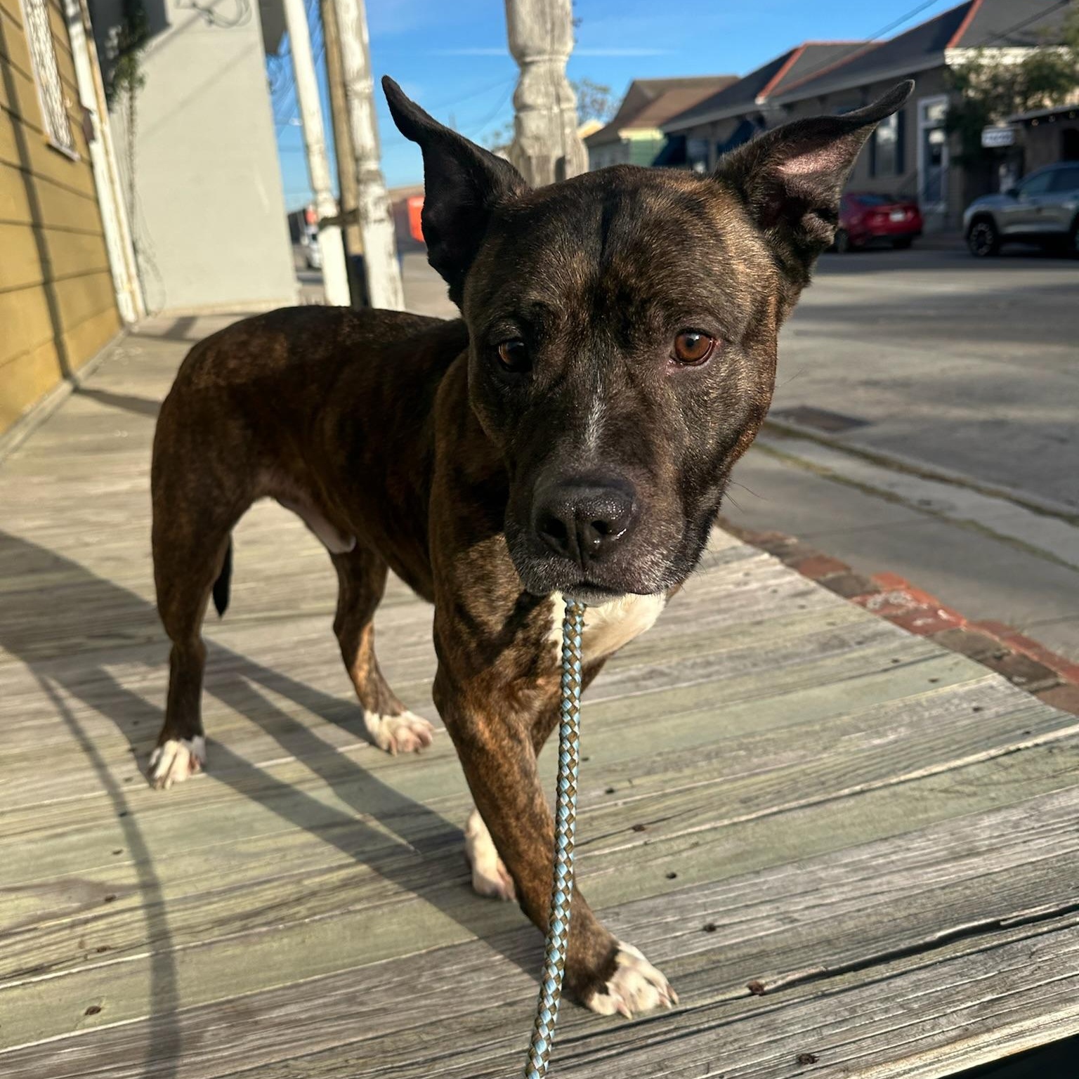 Enlarge Roscoe, a ADOPTABLE mixed breed in New Orleans, LA image 2/4