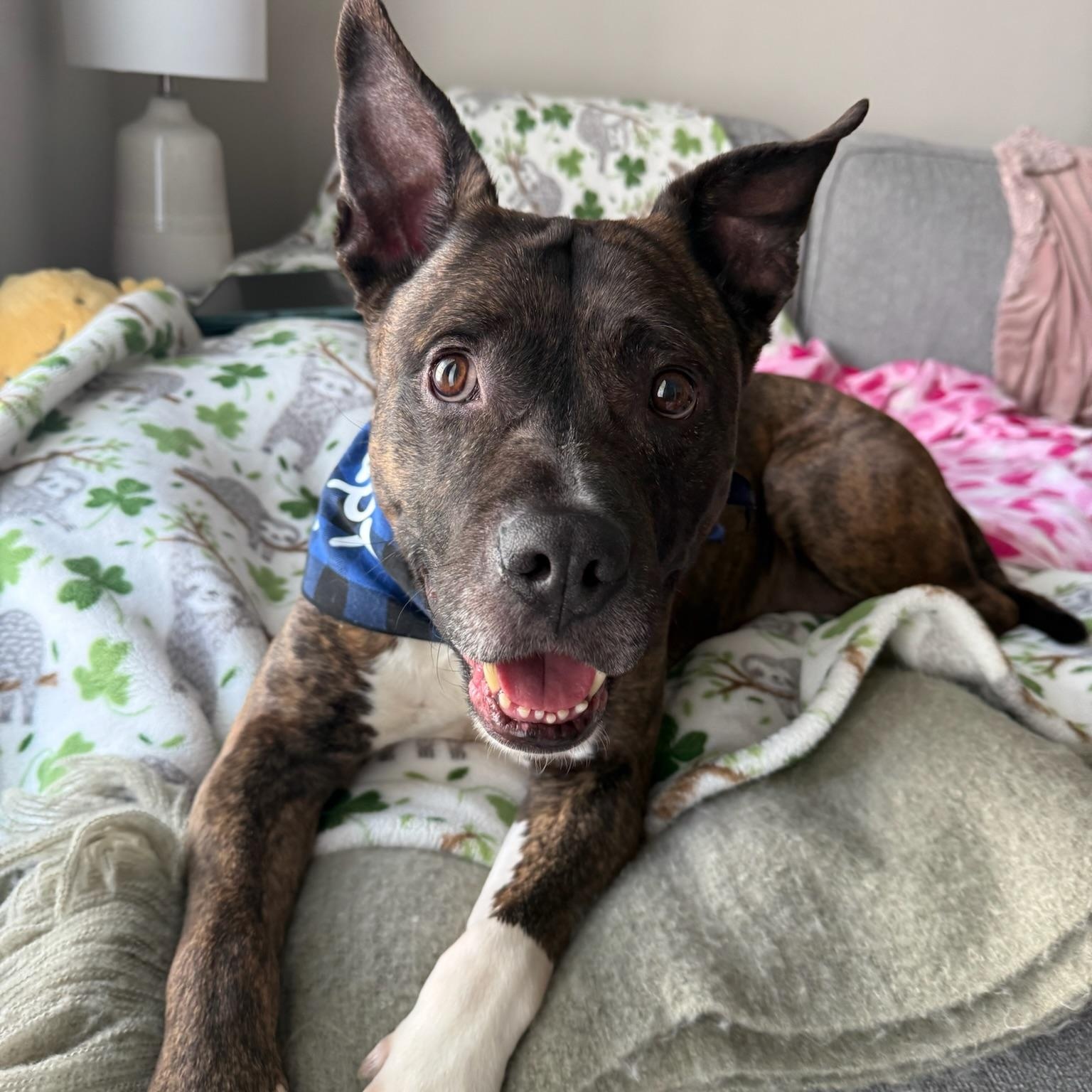 Enlarge Roscoe, a ADOPTABLE mixed breed in New Orleans, LA image 1/6