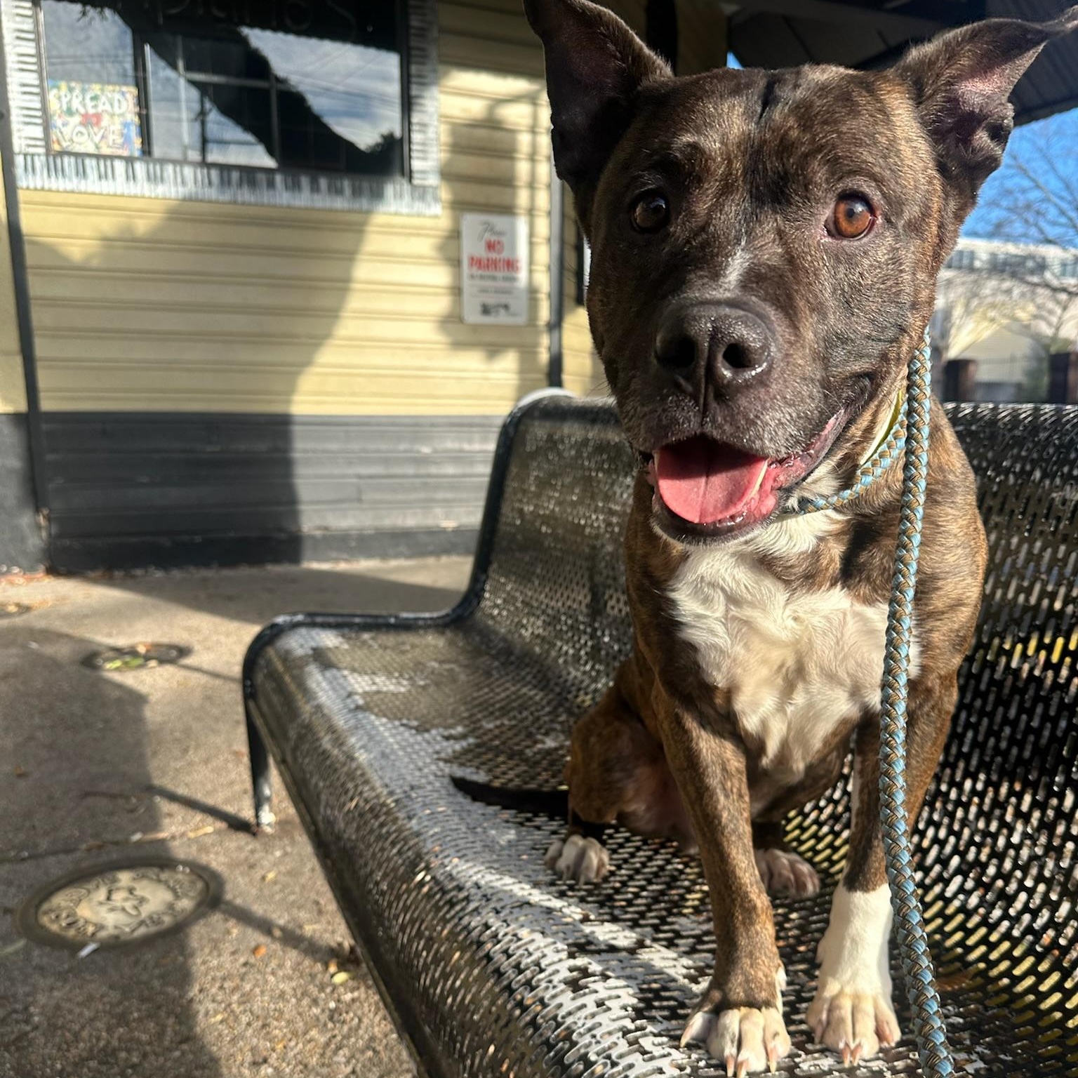 Roscoe, ADOPTABLE, Adult Male Pit Bull Terrier.