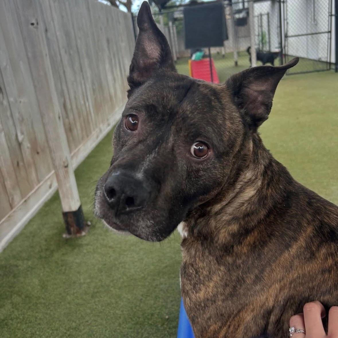 Enlarge Roscoe, a ADOPTABLE mixed breed in New Orleans, LA image 2/6