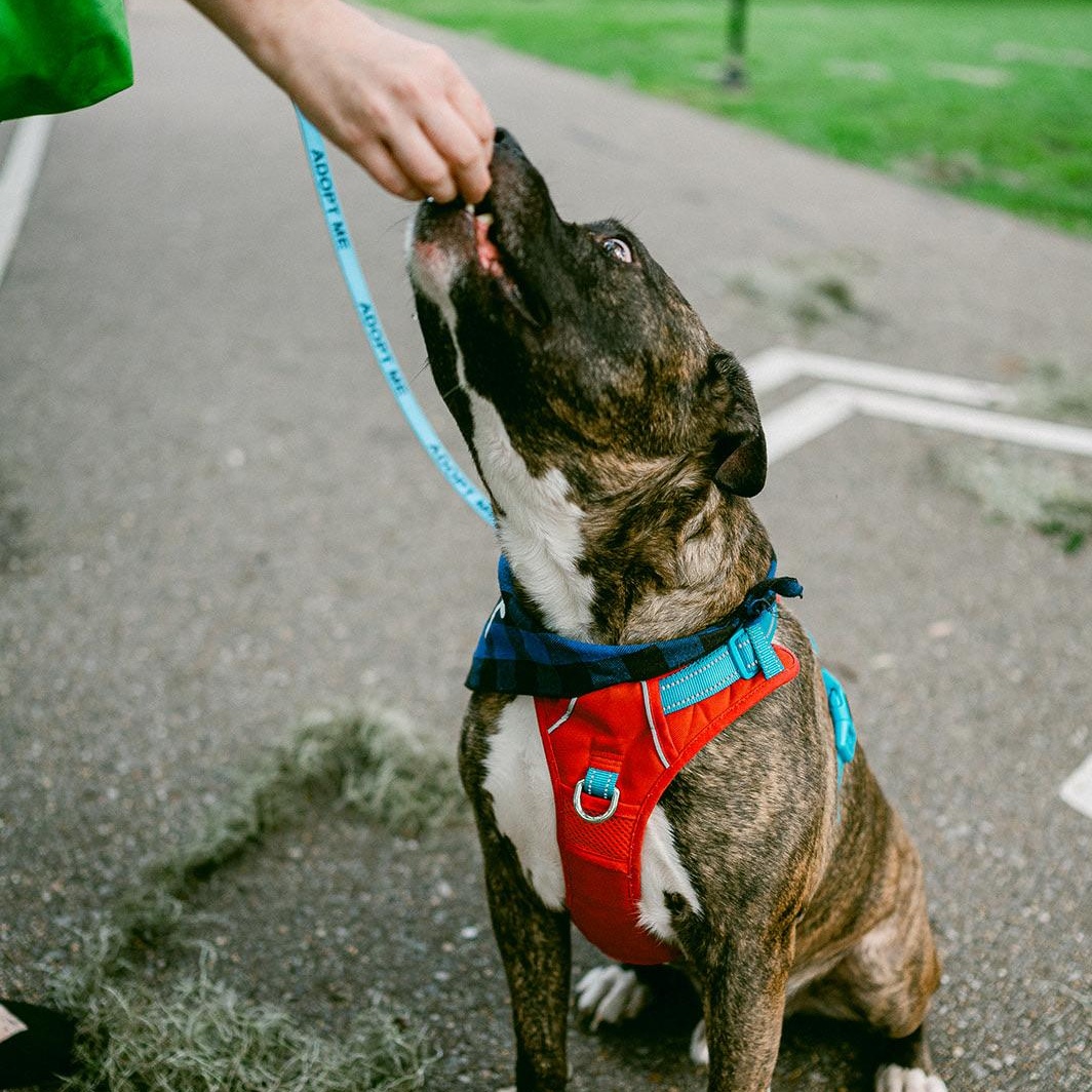 Enlarge Roscoe, a ADOPTABLE mixed breed in New Orleans, LA image 4/6