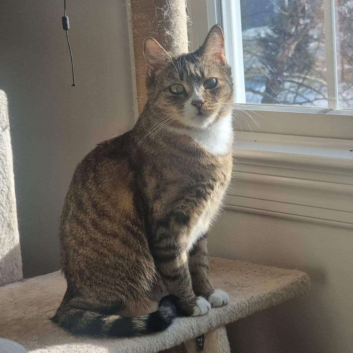 Enlarge Blossom, a ADOPTABLE mixed breed in Harrisburg, PA image 3/4