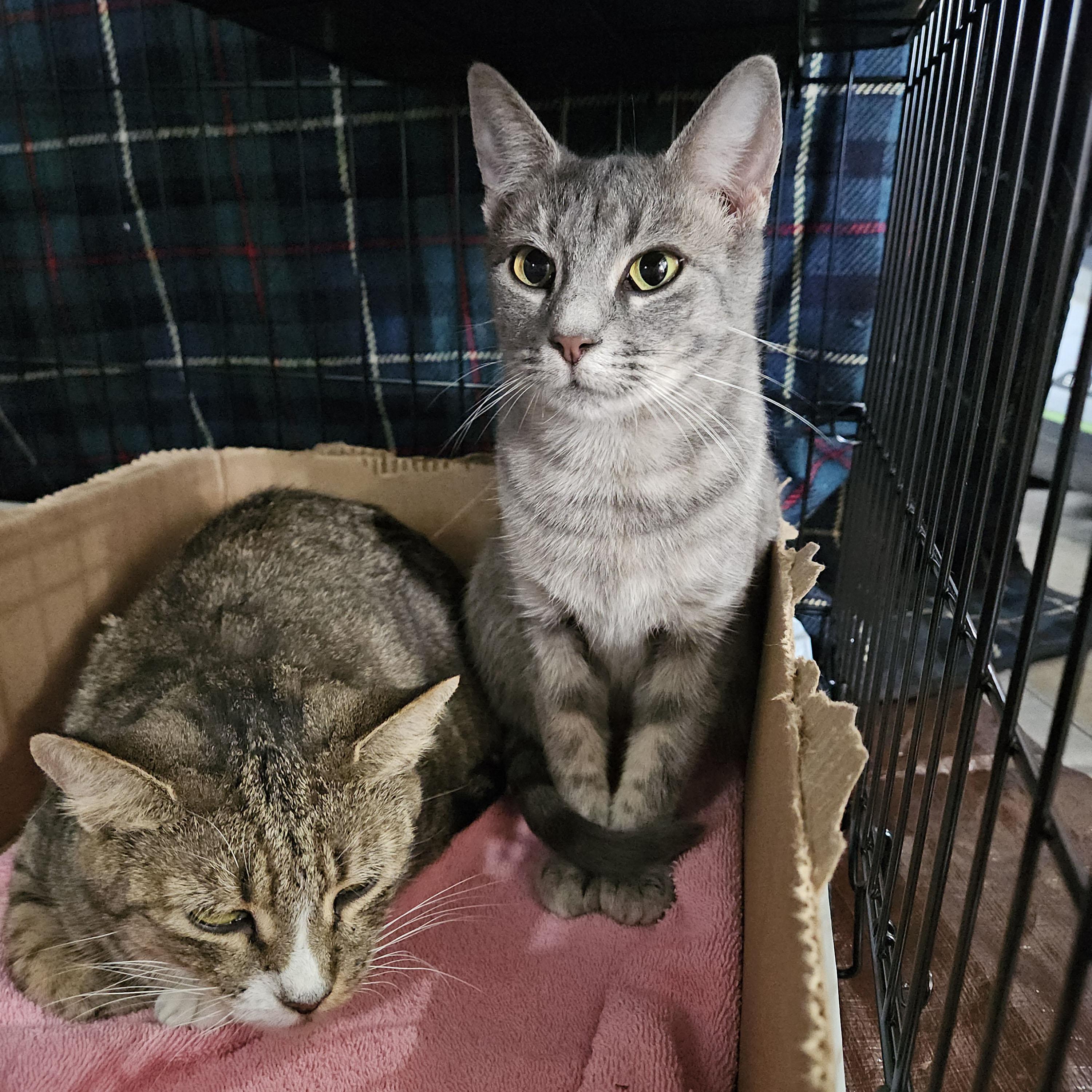 Enlarge Blossom, a ADOPTABLE mixed breed in Harrisburg, PA image 4/4