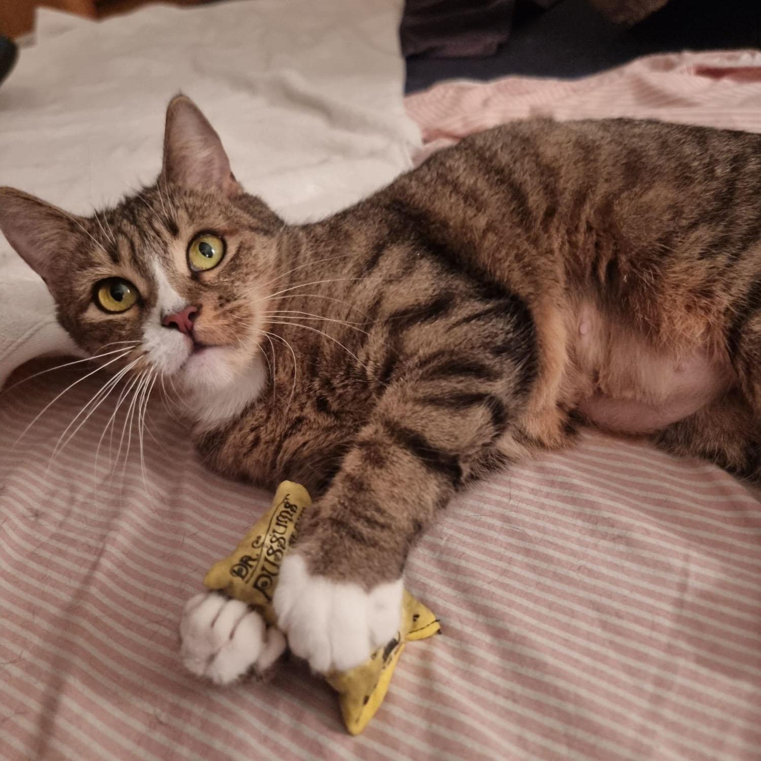 Blossom, ADOPTABLE, Young Female Tabby & Domestic Short Hair.