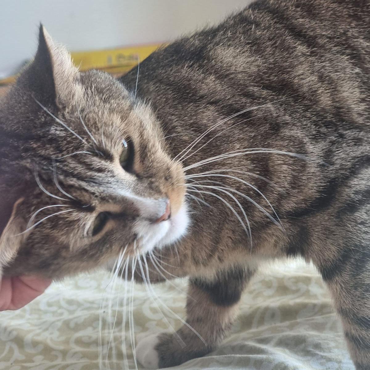 Enlarge Blossom, a ADOPTABLE mixed breed in Harrisburg, PA image 2/4