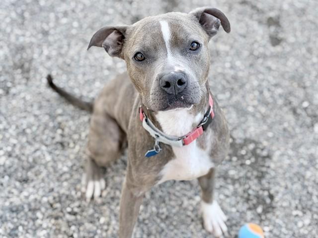 CHILLI, Adoptable, Adult Male Pit Bull Terrier & Mixed Breed.