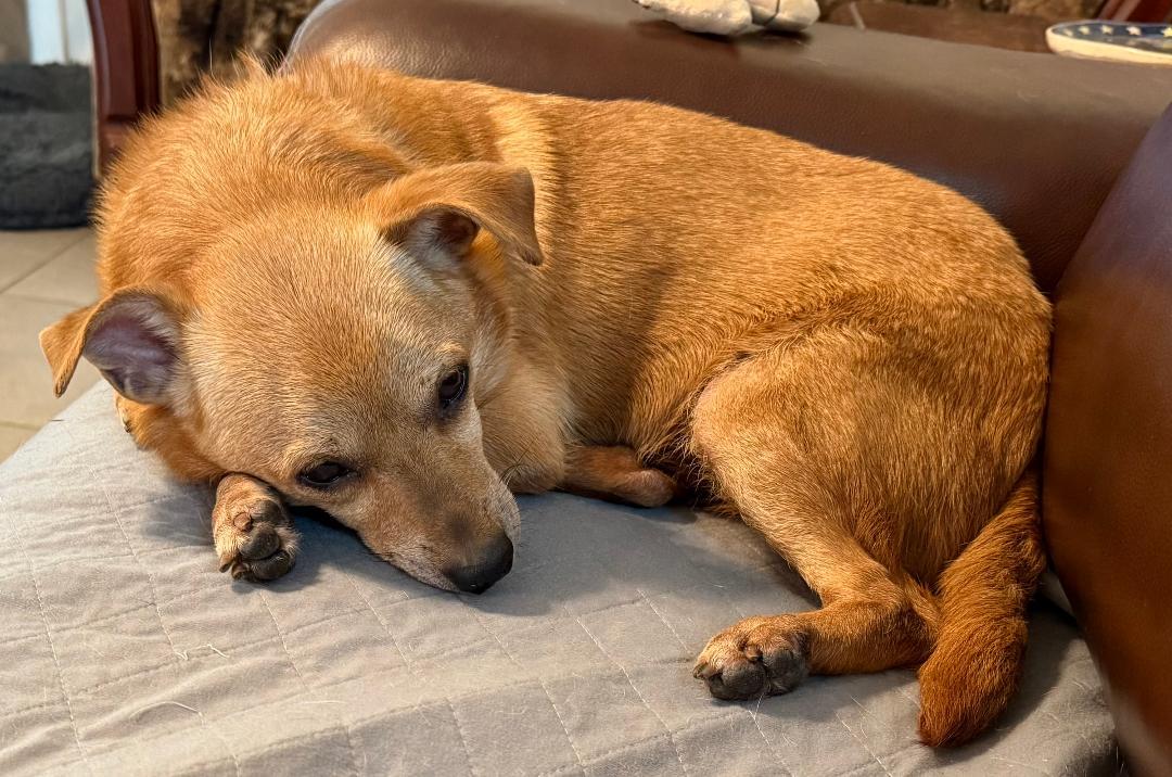 Nugget, a ADOPTABLE mixed breed in Gulfport, FL image 3/4