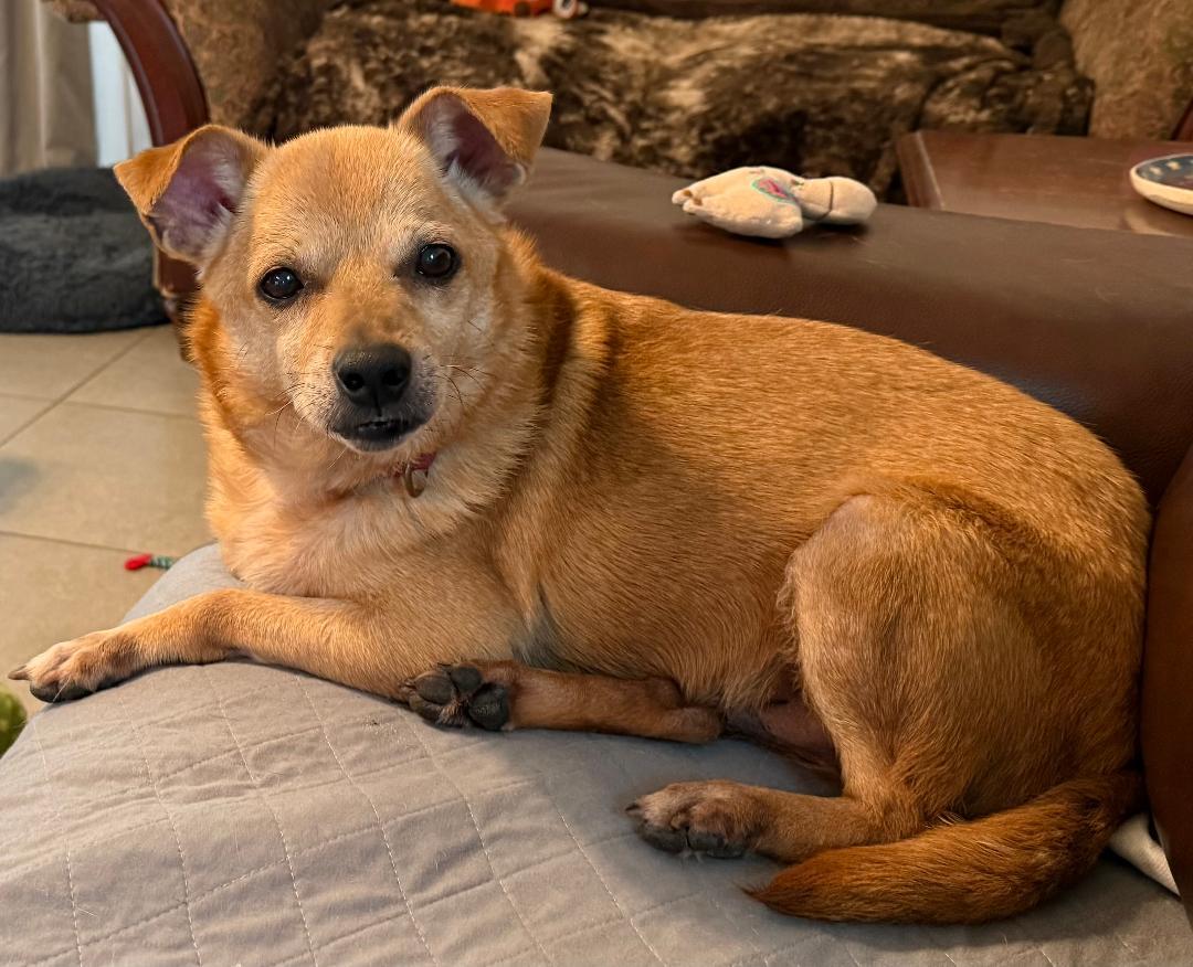 Nugget, a ADOPTABLE mixed breed in Gulfport, FL image 1/4
