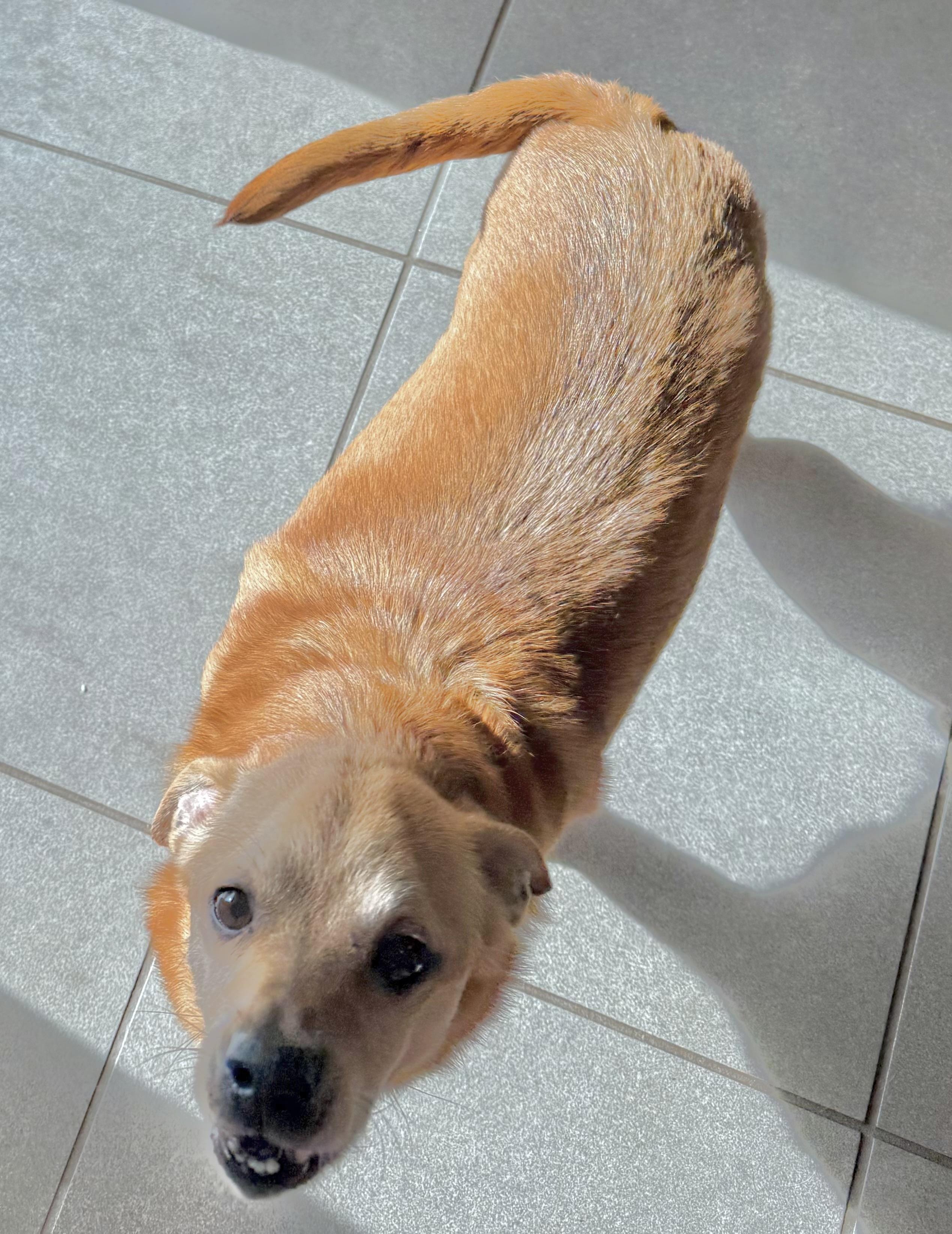 Nugget, a ADOPTABLE mixed breed in Gulfport, FL image 4/4