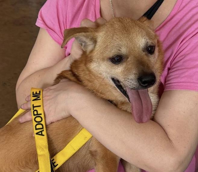 Nugget, a ADOPTABLE mixed breed in Gulfport, FL image 2/4