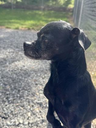 Scooter, a Adoptable mixed breed in Wilkesboro, NC image 2/3