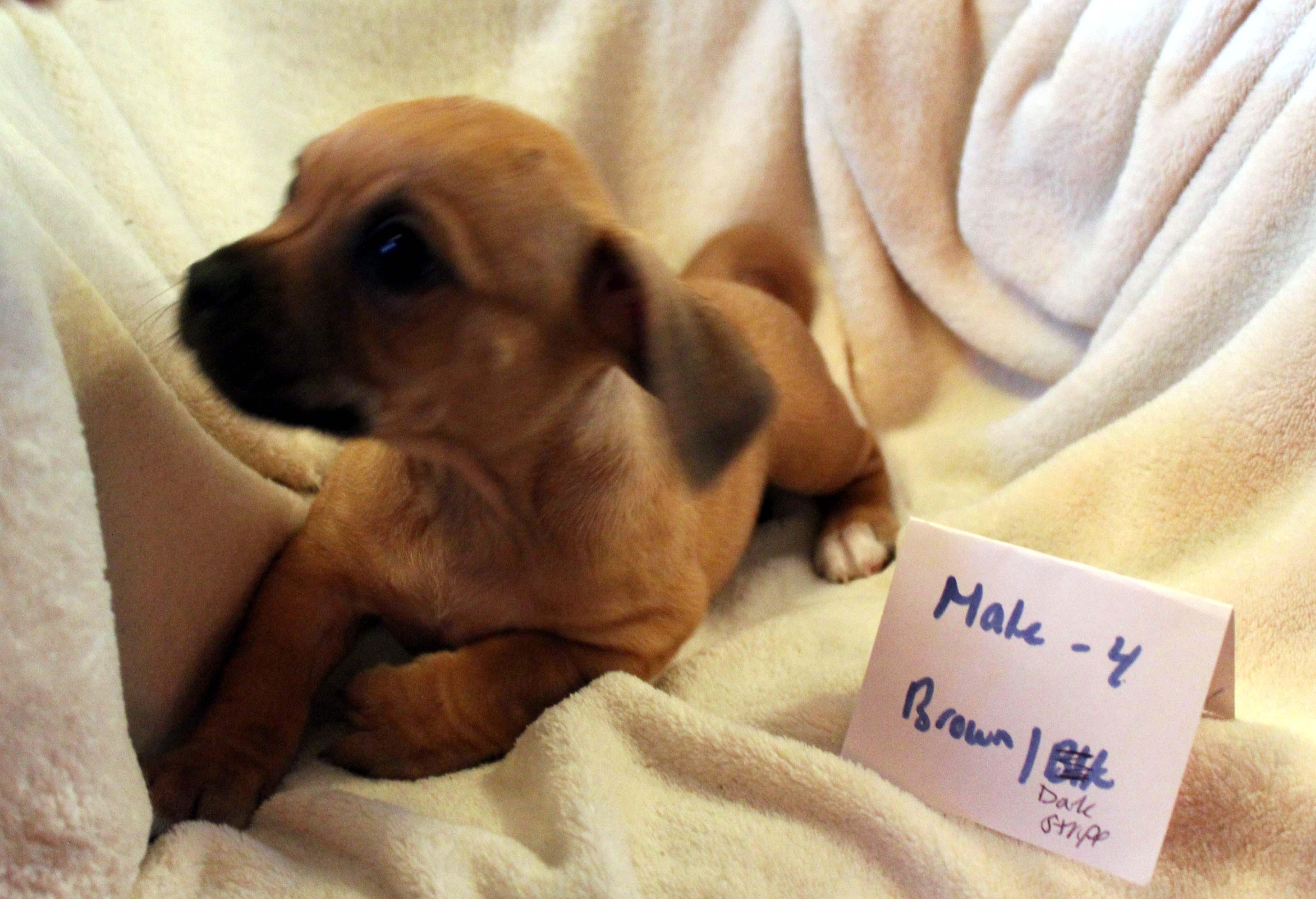 CHIHUAHUA PUPPY (MALE #4 BROWN)