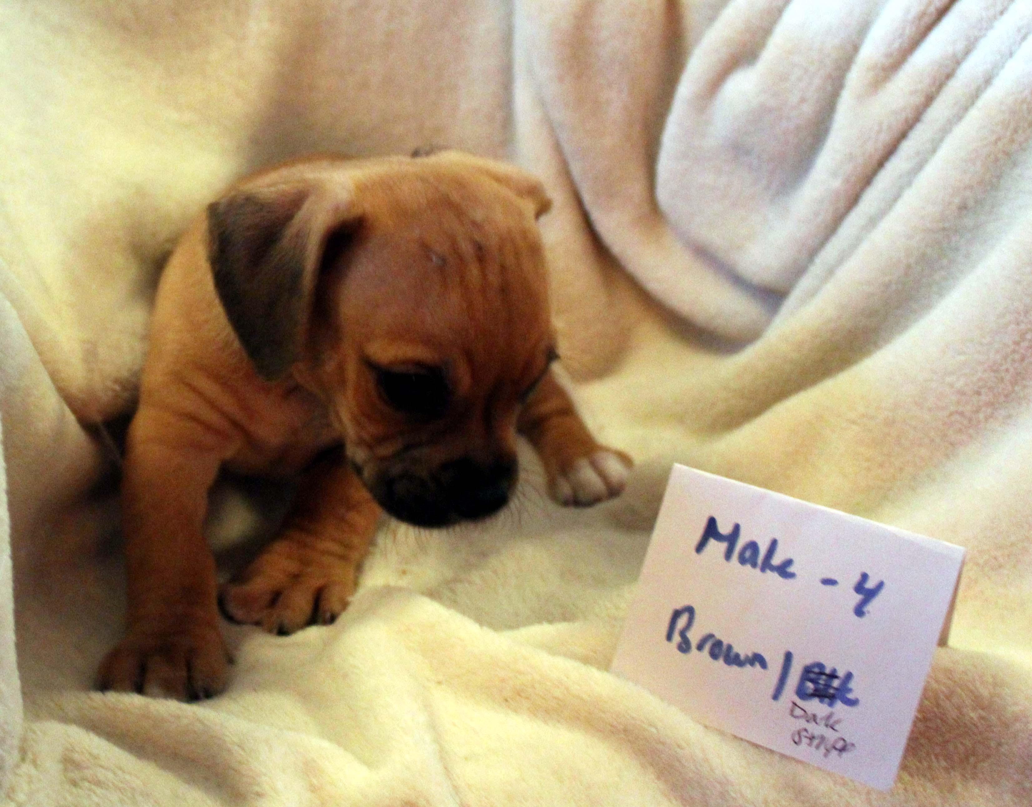 CHIHUAHUA PUPPY (MALE #4 BROWN)