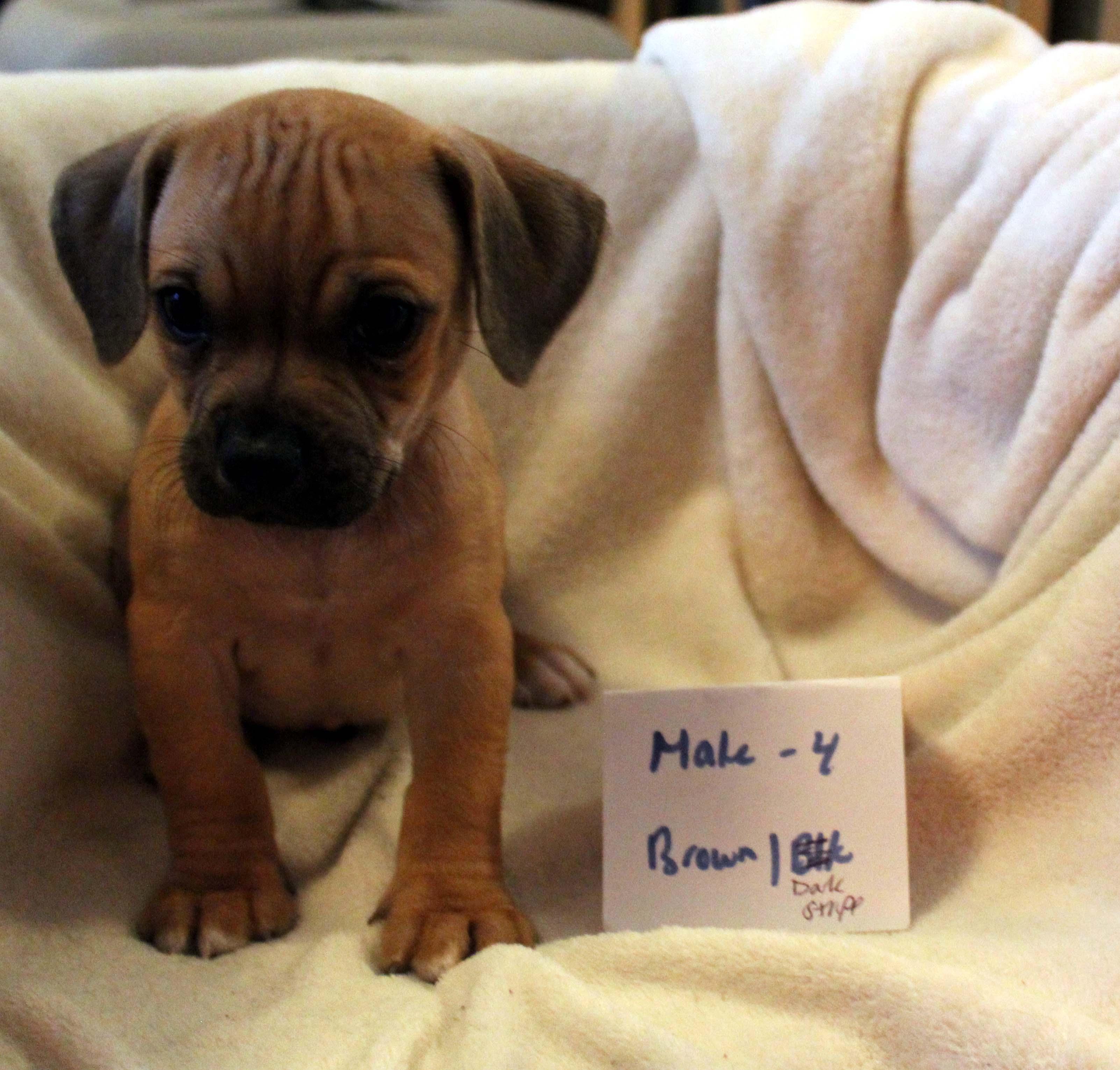 CHIHUAHUA PUPPY (MALE #4 BROWN)
