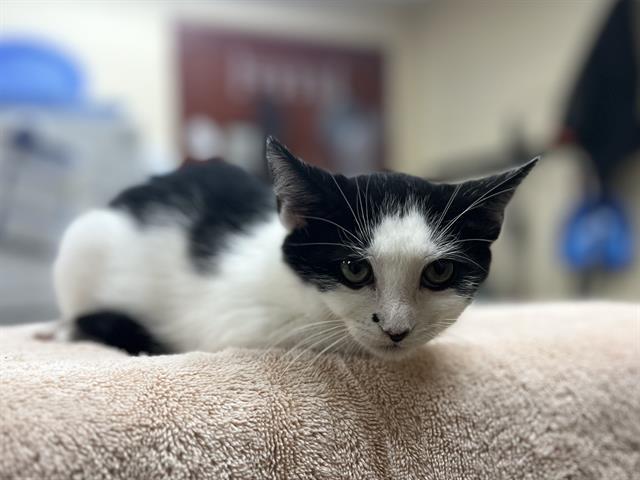 Enlarge JINX, a Adoptable Domestic Short Hair in Aliquippa, PA image 1/1