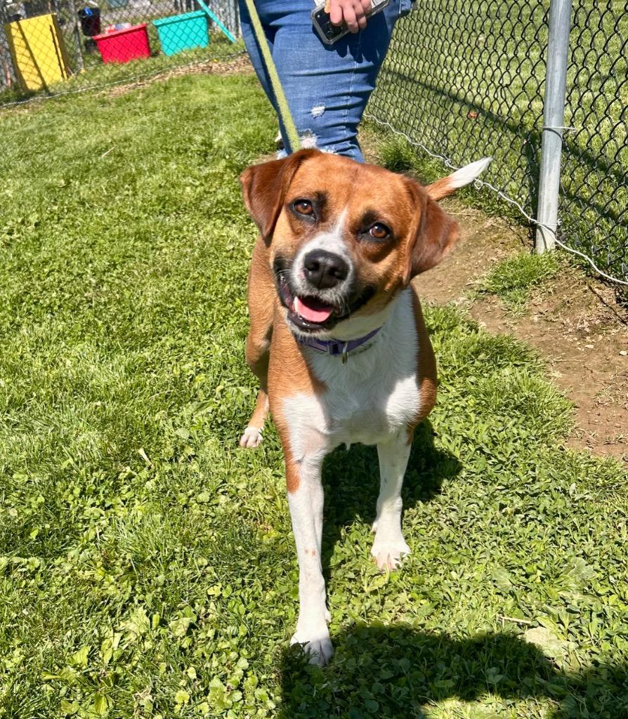 Zoey, Adoptable, Adult Female Mixed Breed.
