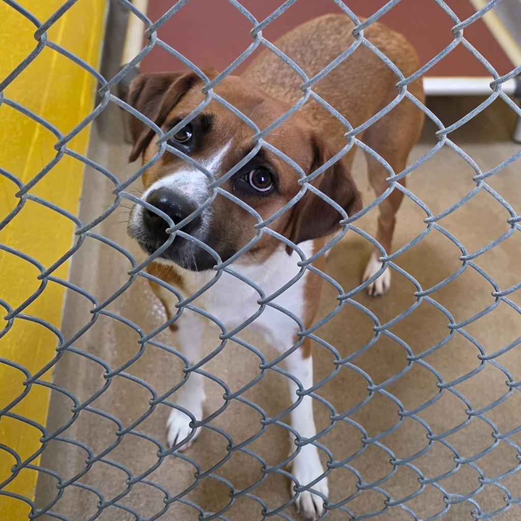 Zoey, a Adoptable Mixed Breed in New Manchester, WV image 2/6