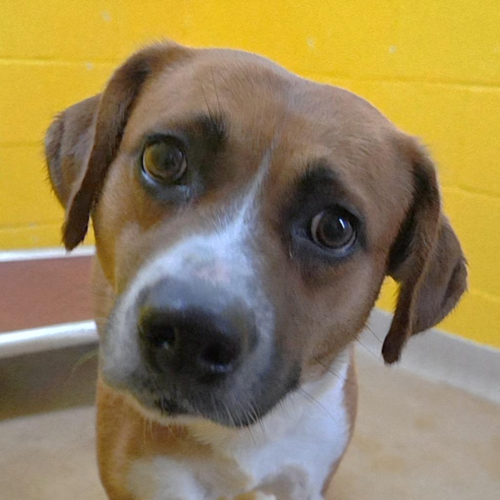 Zoey, a Adoptable Mixed Breed in New Manchester, WV image 3/6