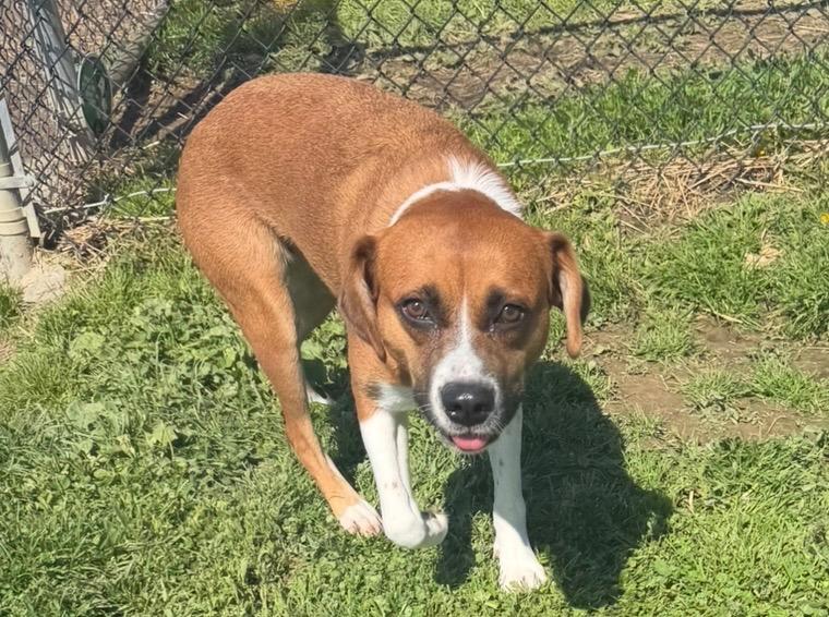 Zoey, a Adoptable Mixed Breed in New Manchester, WV image 4/6