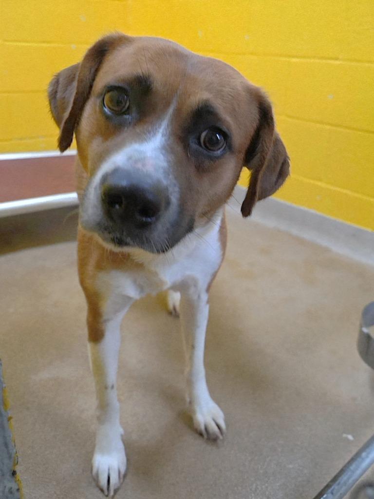 Zoey, a Adoptable Mixed Breed in New Manchester, WV image 5/6