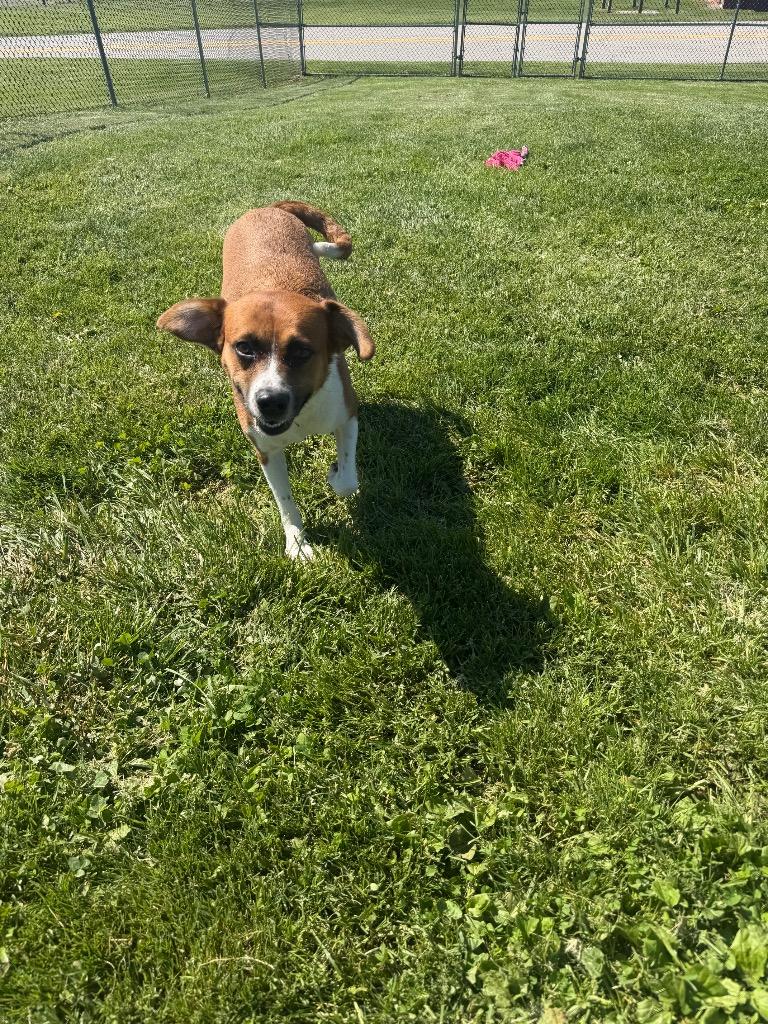 Zoey, a Adoptable Mixed Breed in New Manchester, WV image 6/6