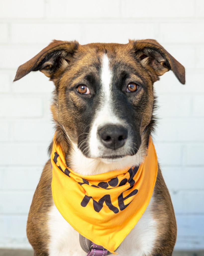 Bina, Adoptable, Puppy Female Cattle Dog & Labrador Retriever.