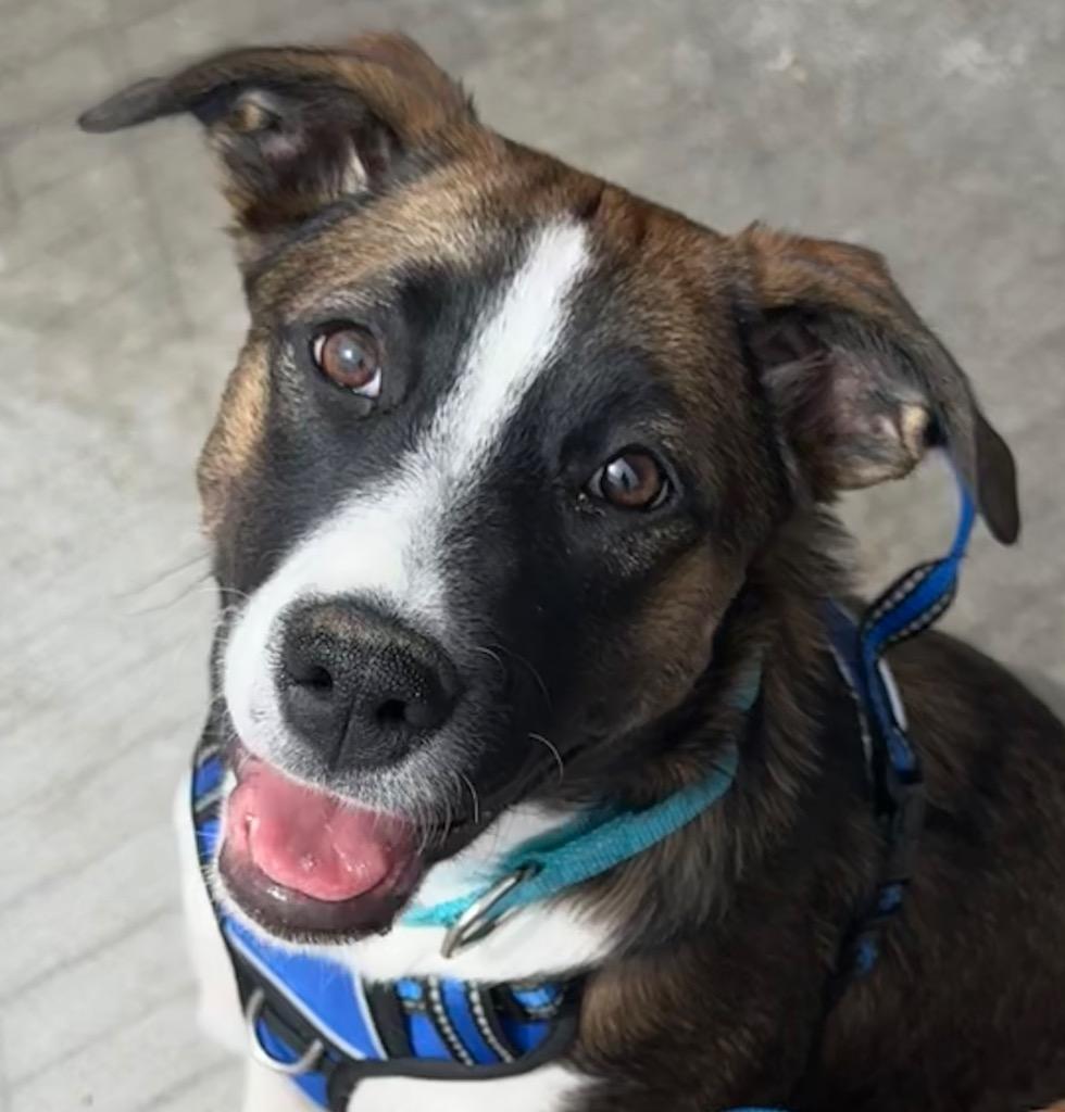 Bina, Adoptable, Puppy Female Cattle Dog & Labrador Retriever.