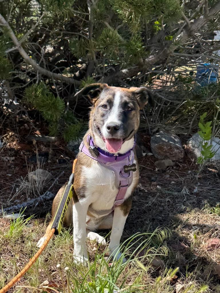 Enlarge Bina, a Adoptable mixed breed in Fort Lupton, CO image 4/6