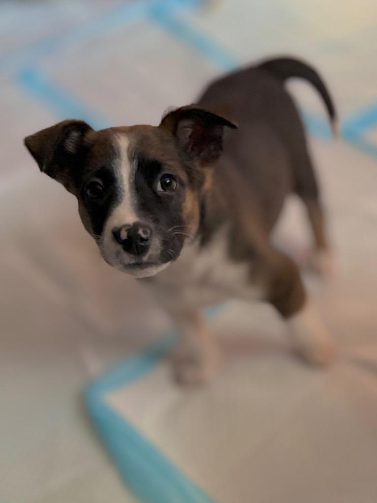 Enlarge Bina, a Adoptable mixed breed in Fort Lupton, CO image 2/6