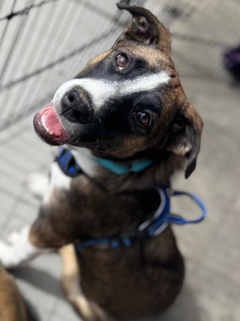 Enlarge Bina, a Adoptable mixed breed in Fort Lupton, CO image 6/6