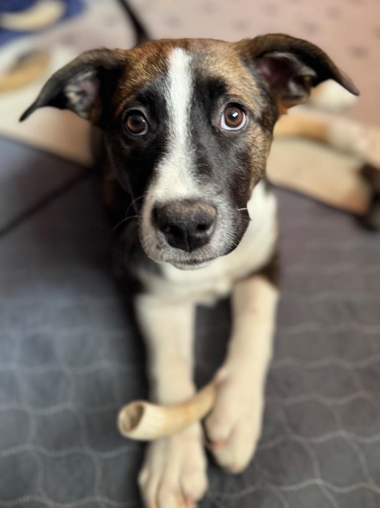 Enlarge Bina, a Adoptable mixed breed in Fort Lupton, CO image 5/6